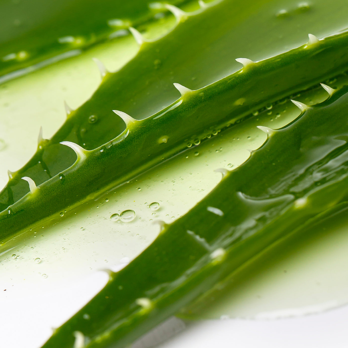 Aloe Vera Extract | Veriphy Skincare